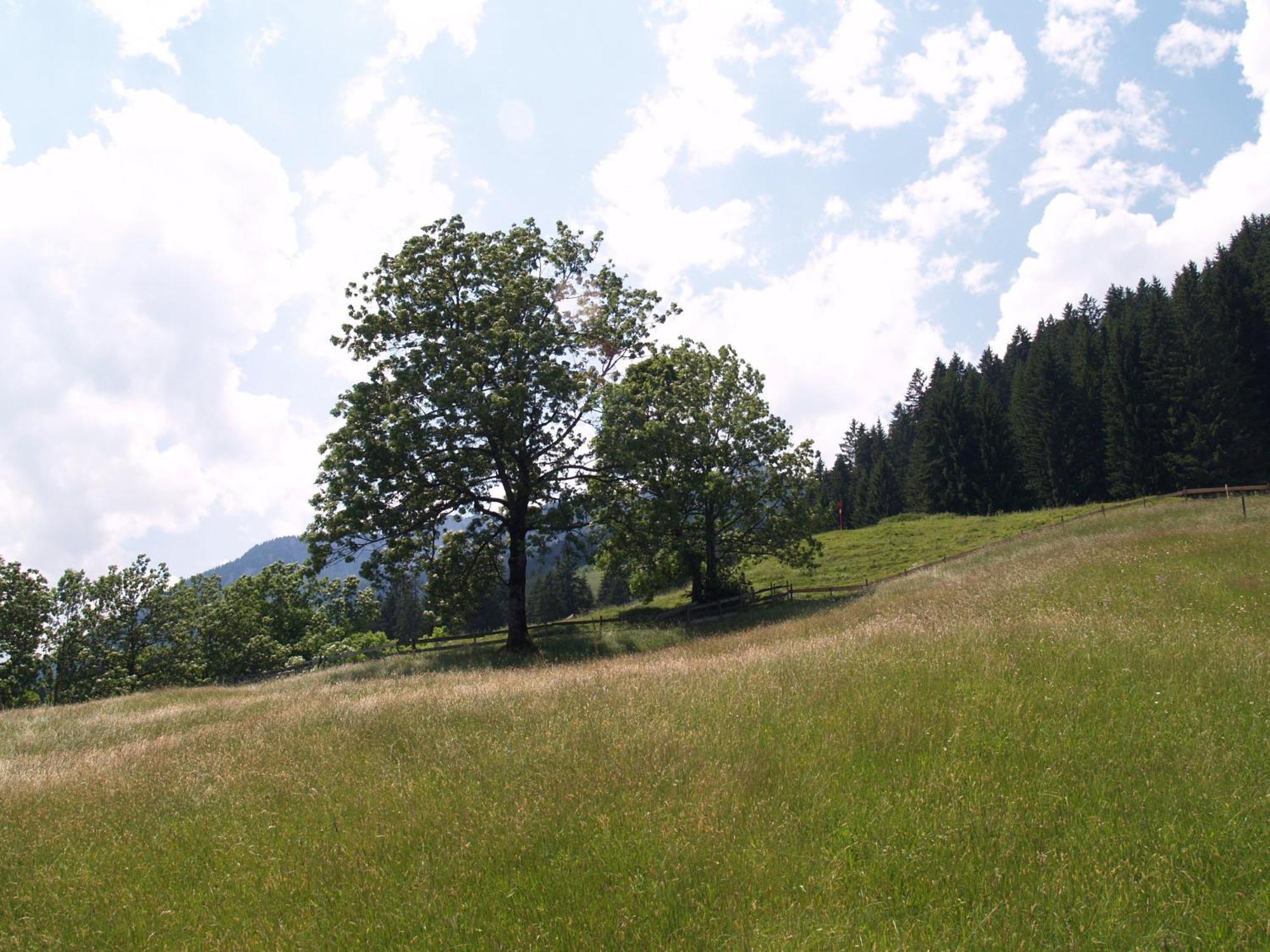 Hotel Pension Talblick In Waengle Bei Reutte Exteriér fotografie